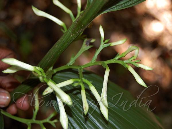 White Cinnamon Orchid