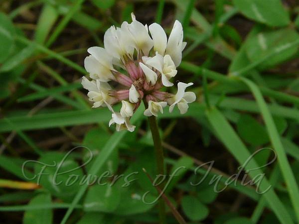 White Clover