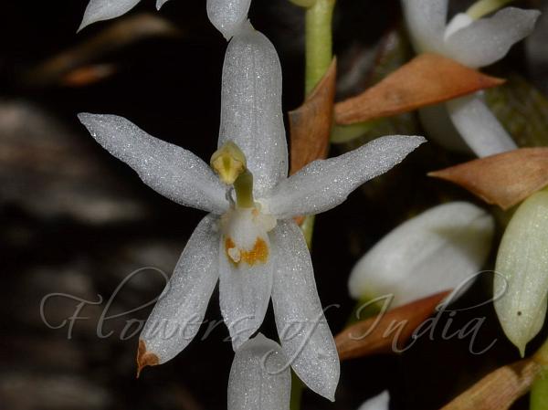 White Coelogyne