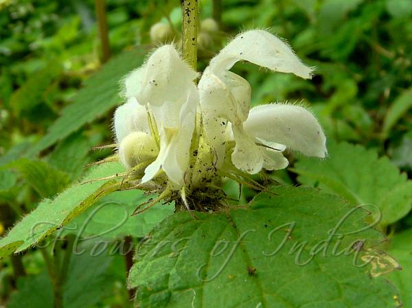 White Dead Nettle