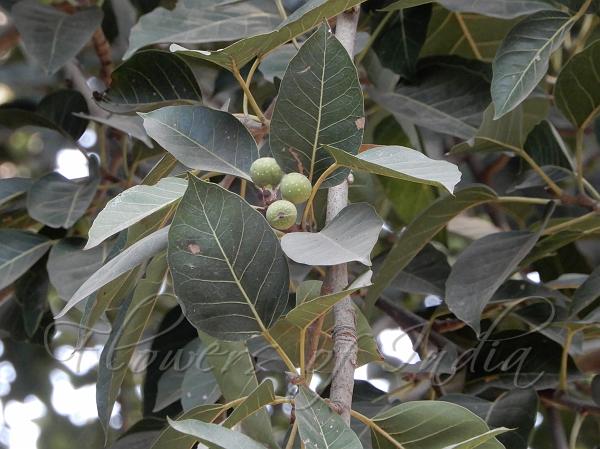 Ficus frunze de la varicoză, Frunze de ficus din vene varicoase