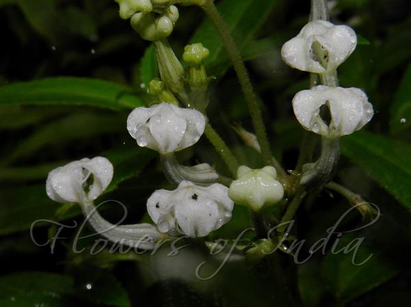 White Flattened Ceropegia