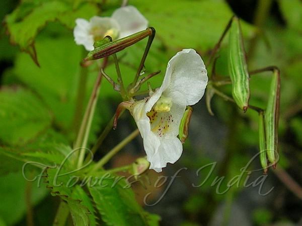 White Himalayan Balsam