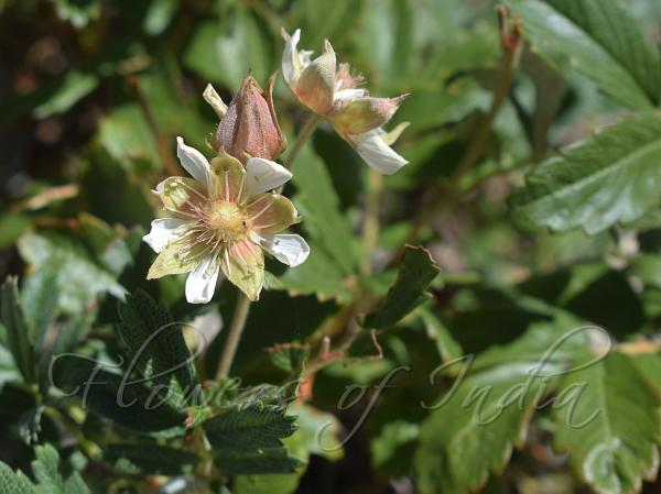 White Himalayan Cinquefoil