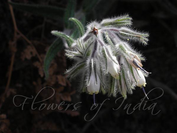 White Himalayan Maharanga
