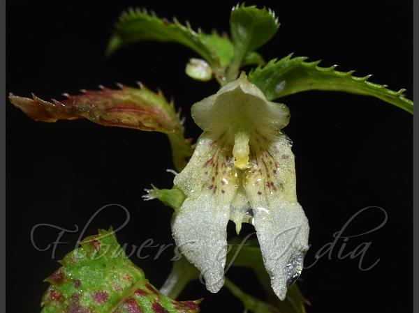 White Kumaon Balsam