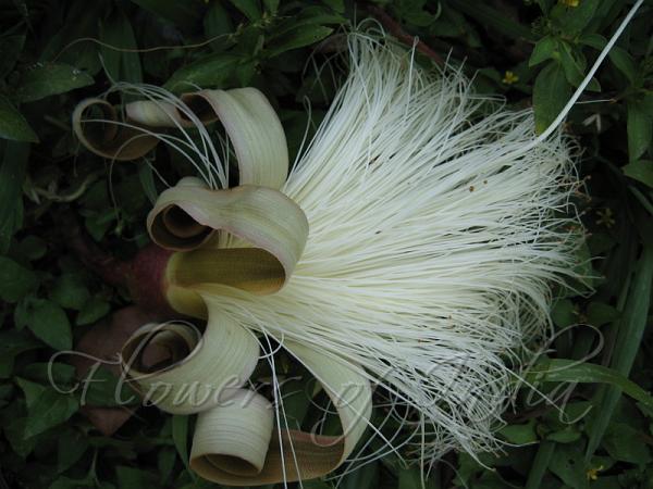 White Shaving Brush Tree