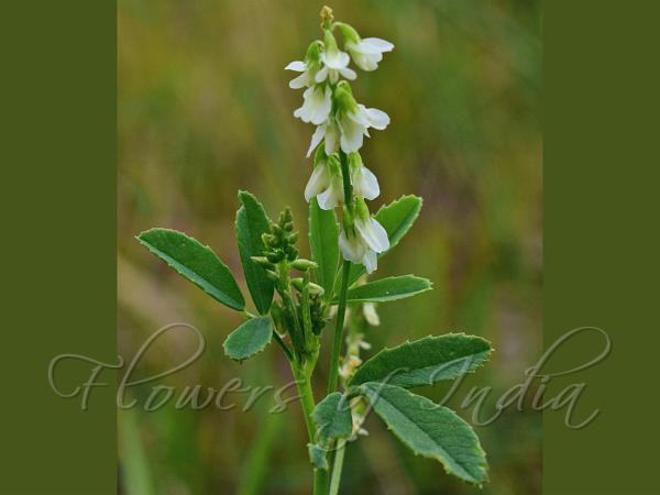 White Sweet Clover