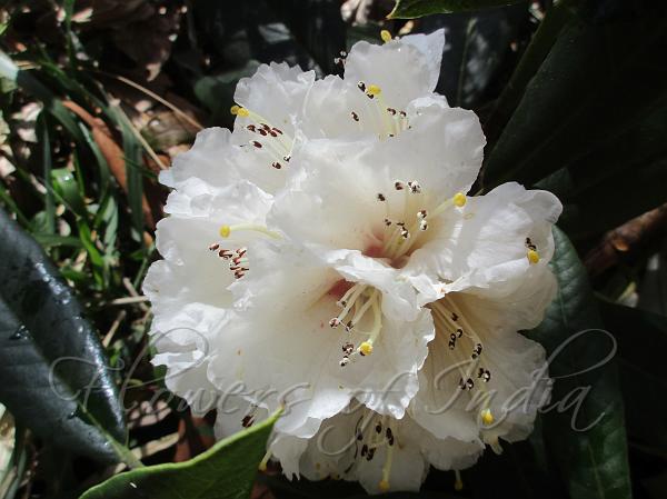 White Tree Rhododendron
