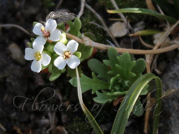 White-flower Christolea