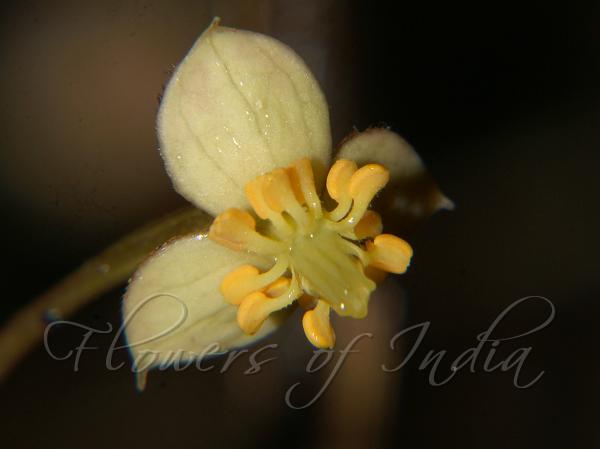Whorled-Stamen Bowl-Flower