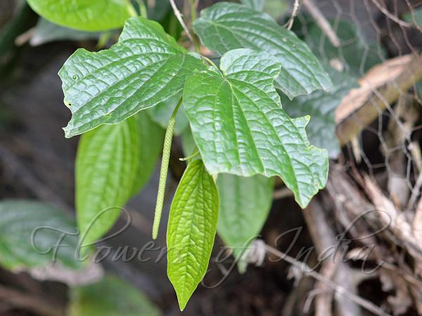 Wild Betel Vine