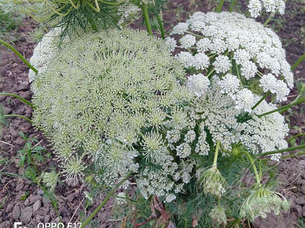 Wild Carrot