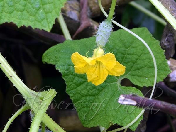 Wild Cucumber