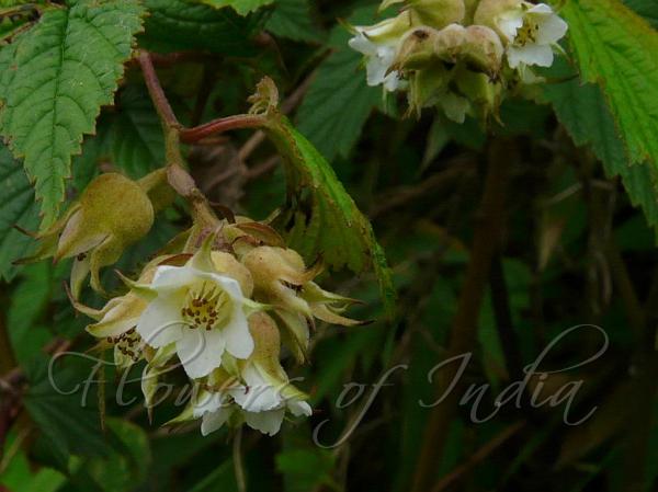 Wild Raspberry