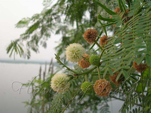 Details about   10 Fresh Clippings River Tamarind Leucaena Tree Wild Grown Organic Soil Enhancer 