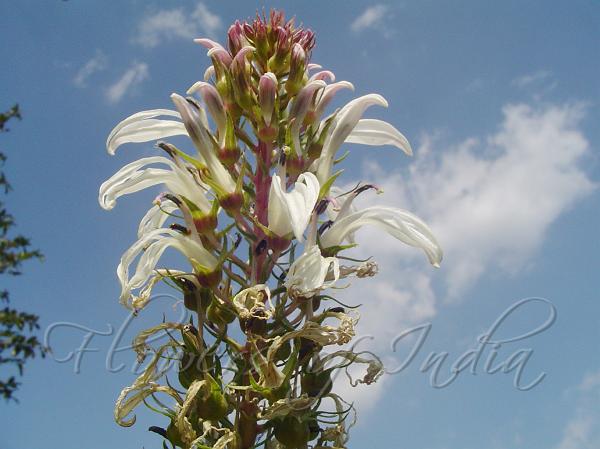 Wild Tobacco