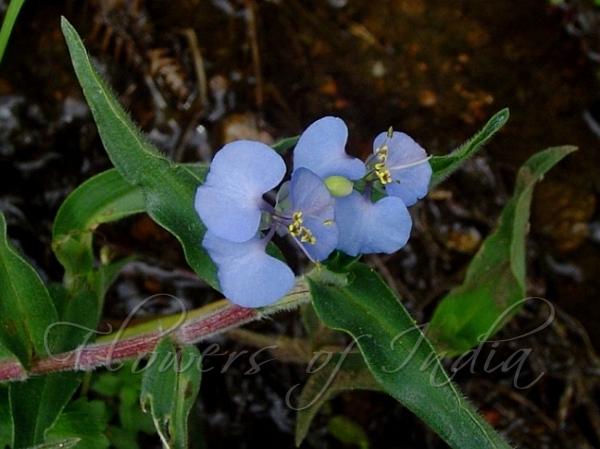 Willow Leaved Dayflower