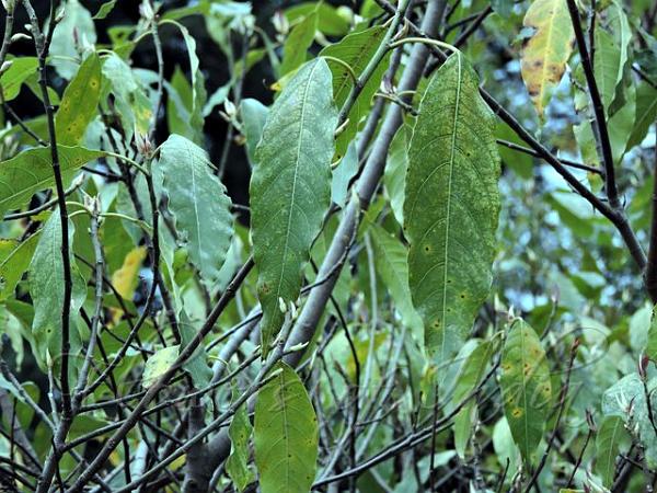 Willow-Leaf Fig