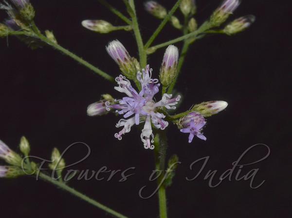 Willow-Leaf Vernonia