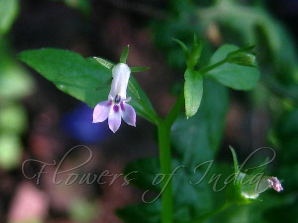 Winged Lobelia