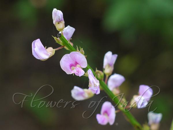 Winged-Stalk Desmodium