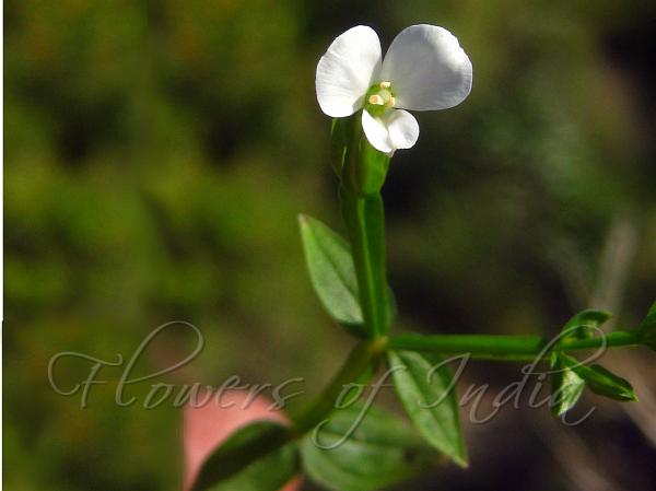 Winged-Stem Canscora