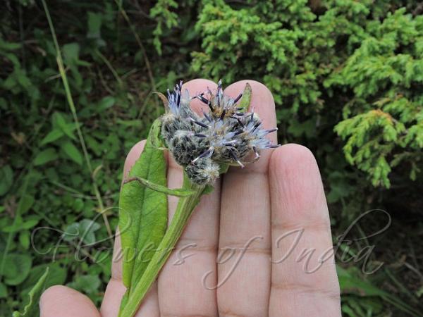 Winged-Stem Saw-Wort