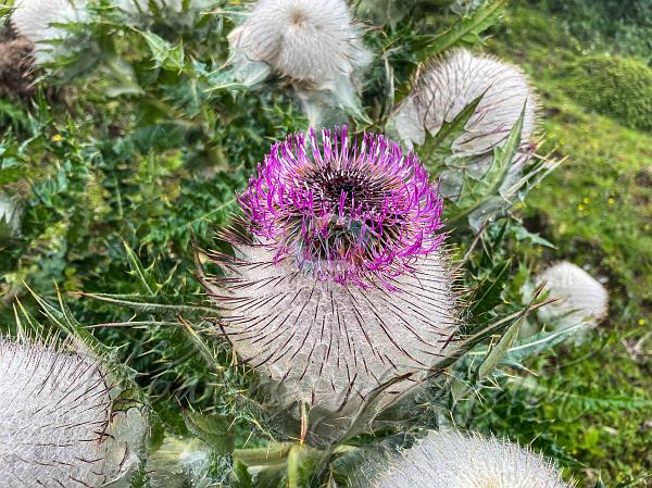 Wool Bearing Thistle