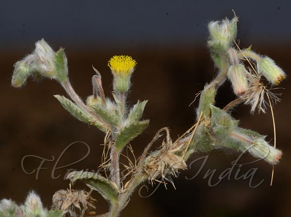 Woolly Knob-Bush