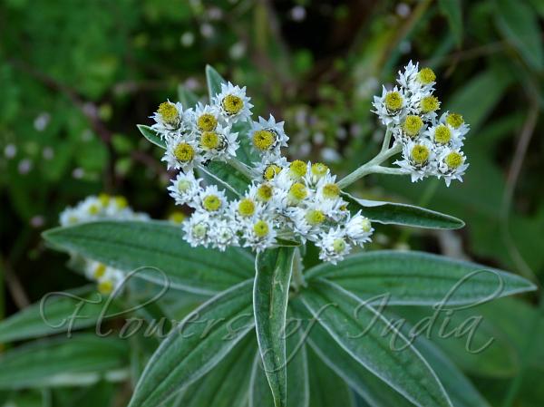 Woolly Pearly Everlasting