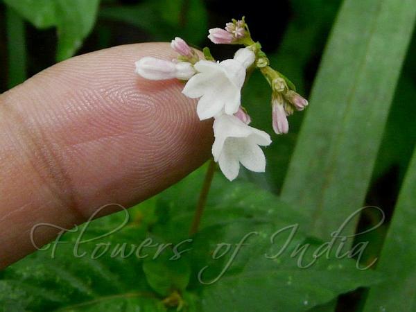 Wrinkled-Leaf Snake Root
