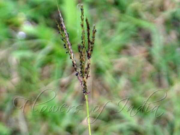 Yellow Bluestem Grass