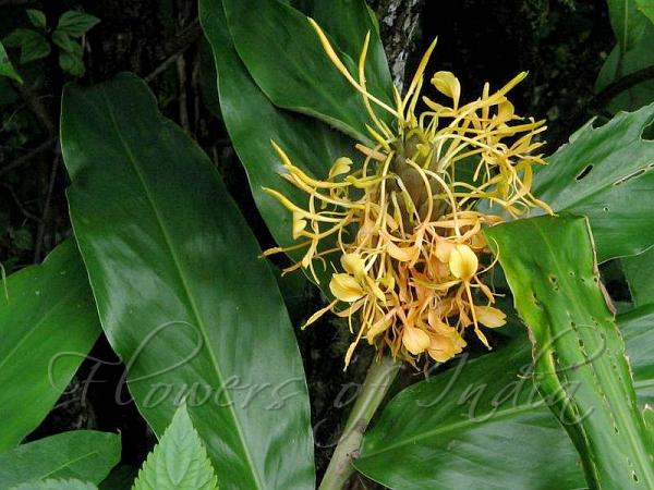 Yellow Butterfly Ginger