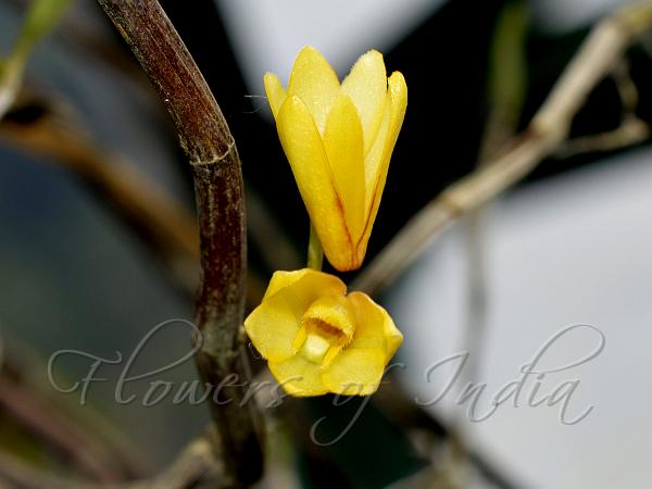 Yellow Conical Dendrobium