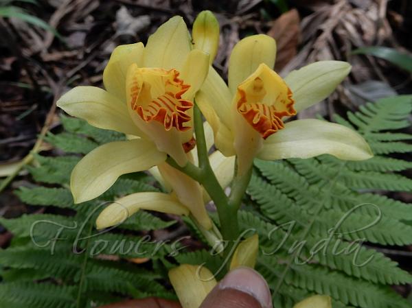 Yellow Crane Orchid