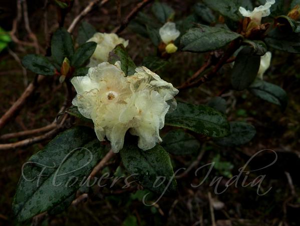 Yellow Dwarf Rhododendron