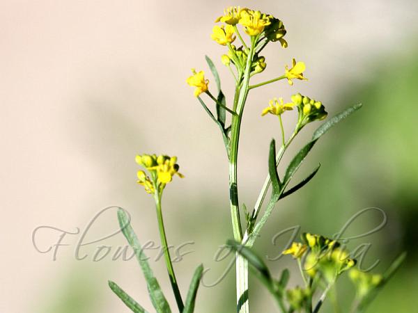 Yellow Fieldcress