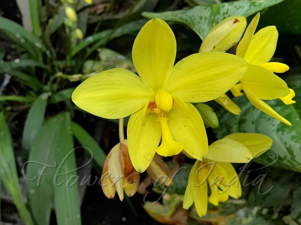 Yellow Ground Orchid