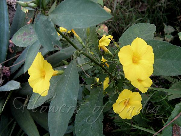 Yellow Himalayan Flax
