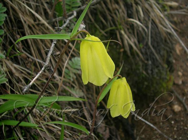 Yellow Himalayan Fritillary