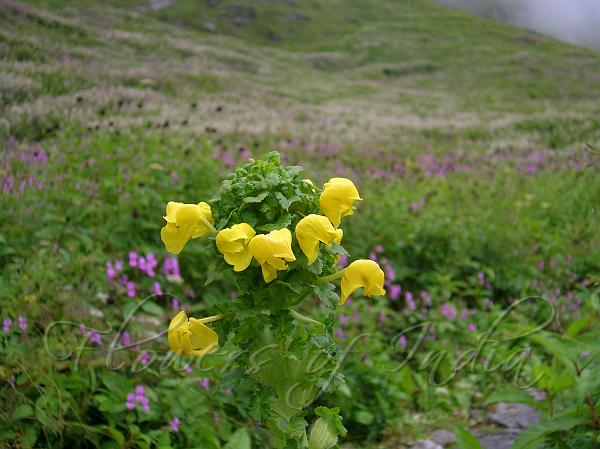 Yellow Hooded Lousewort