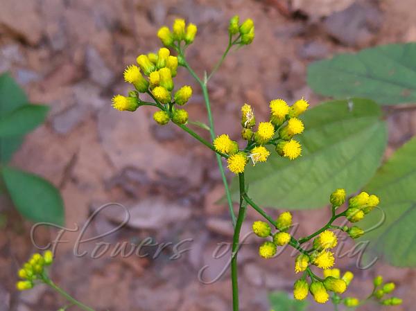 Yellow Knob-Bush