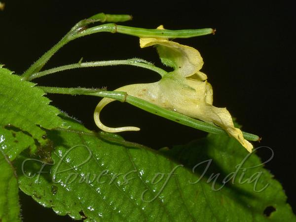 Yellow Kumaon Balsam