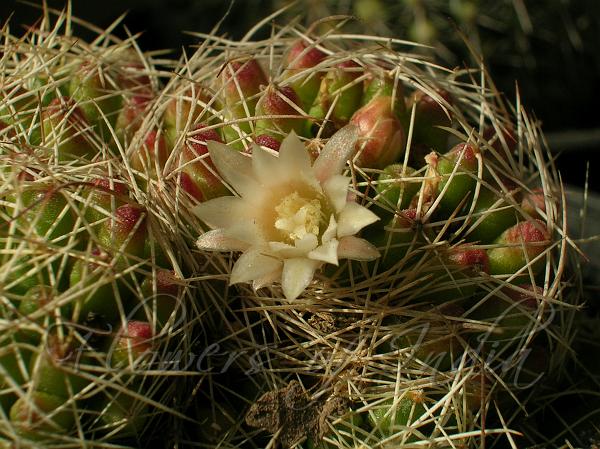 Yellow Pincushion Cactus