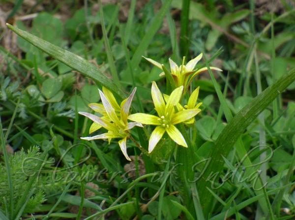 Yellow Star of Bethlehem