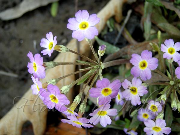 Yellow-Eyed Pink Primrose