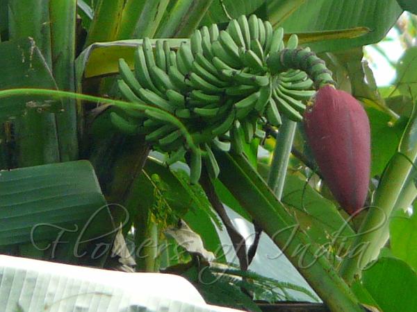Yellow-Flower Banana
