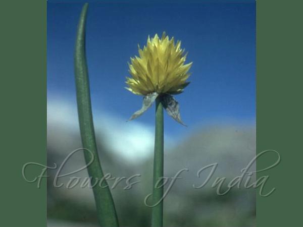 Yellow-Flower Onion