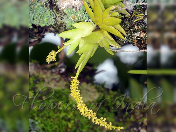 Yellow-Spike Oberonia